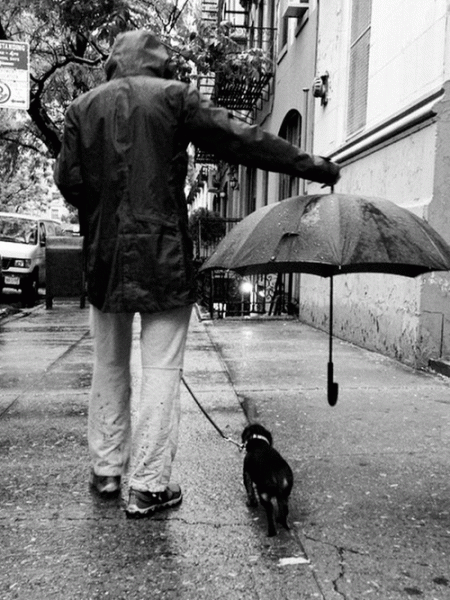perro fotografía foto pet puppy dog cute love