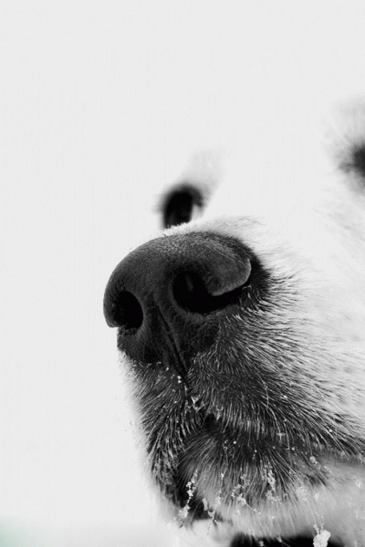 perro puppy dog picture inspiración