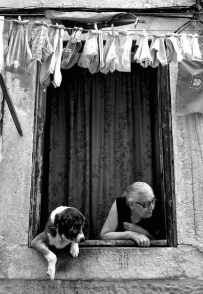 perro foto original diferente mascota puppy